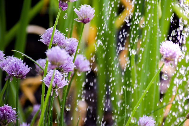 watering-chives-overhead.jpg