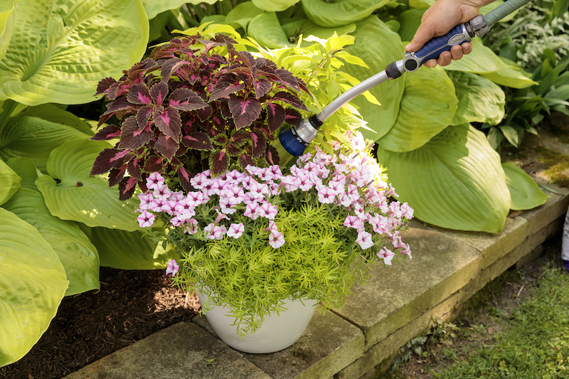 watering-coleus-petunia-and-sedum-combination.jpg