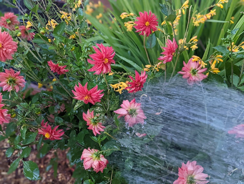 watering-dahlias-with-the-hose.jpg