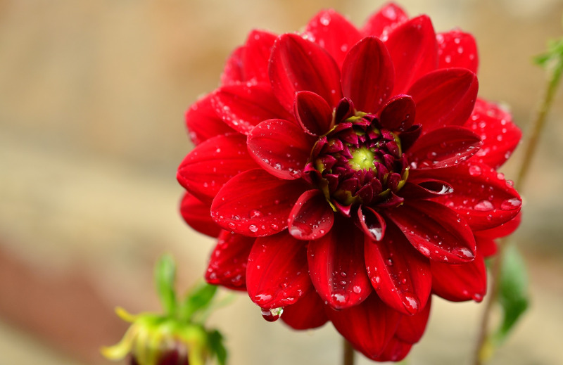 watering-dahlias.jpg