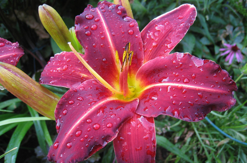 watering-daylilies.jpg