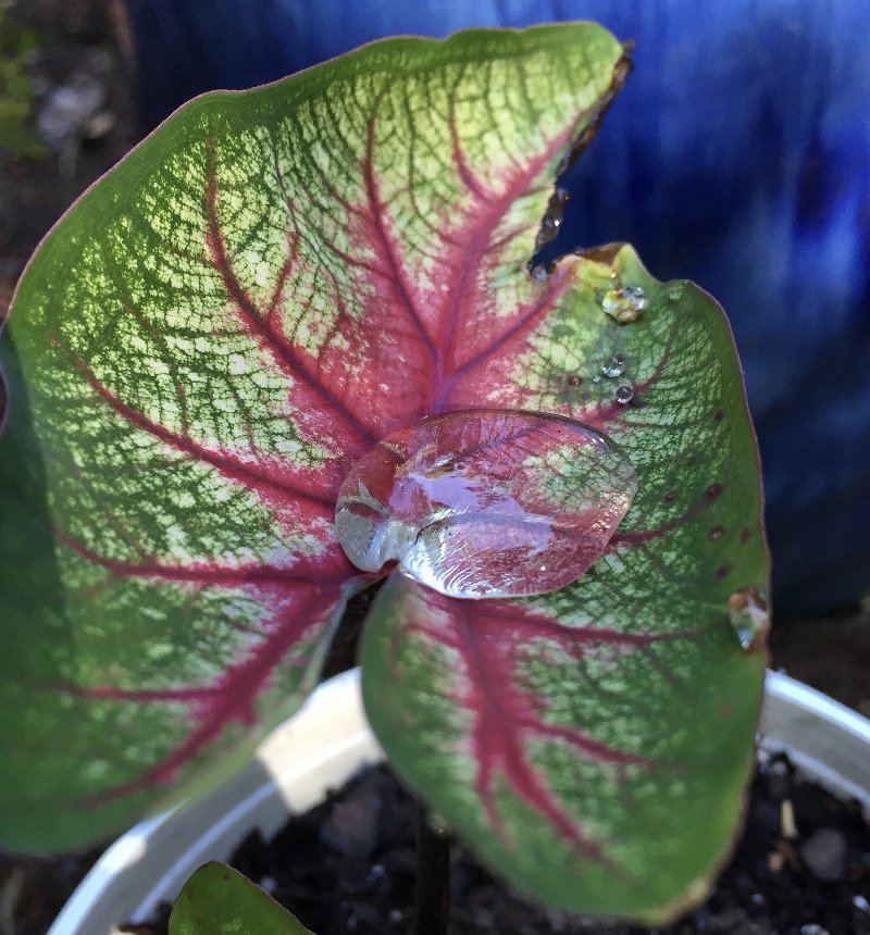 watering-elephant-ears-indoors-in-pot.jpg