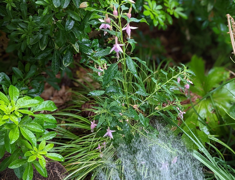 watering-hardy-fuchsia-with-hose-sprayer.jpg