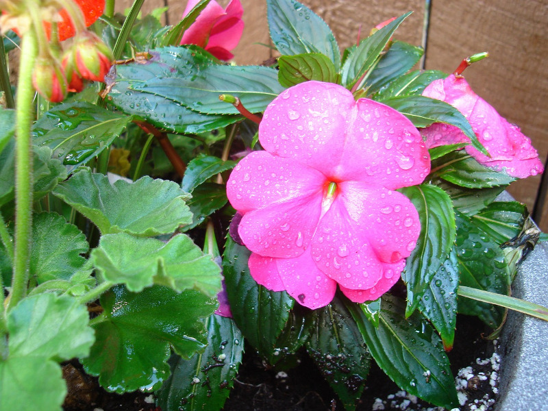 watering-impatiens-in-garden-planter.jpg