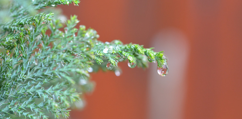 watering-junipers.jpg