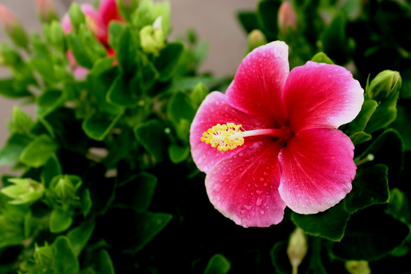 Hibiscus 10 inch Bush