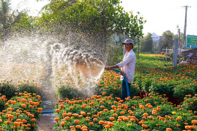 watering-mass-planting-of-marigolds.jpg