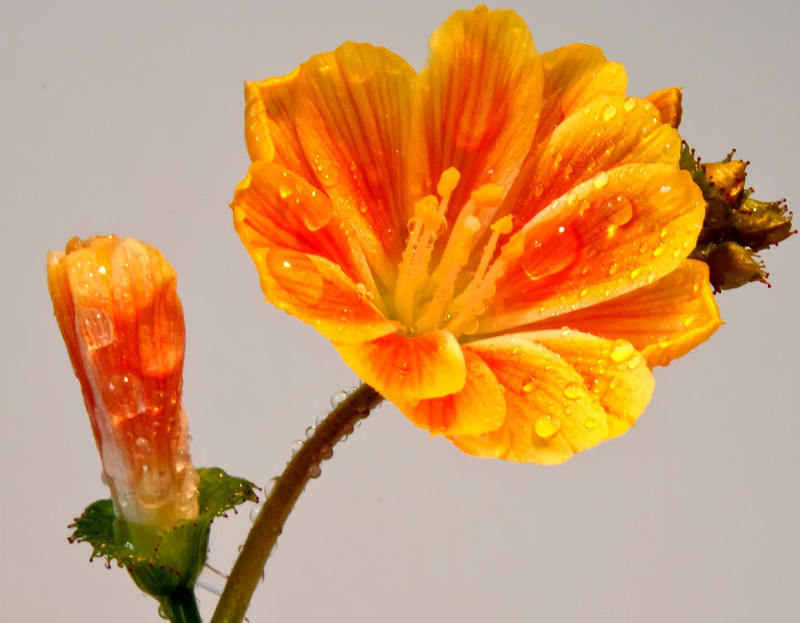 watering-nemesia-plants.jpg