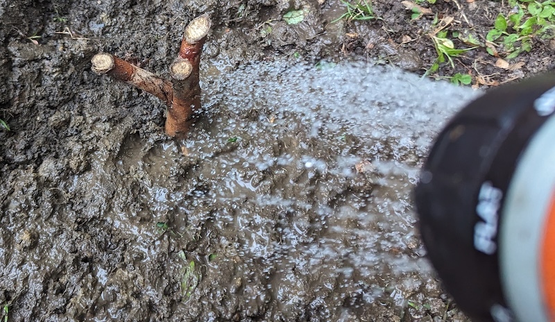 watering-newly-planted-bare-root-hibiscus.jpg