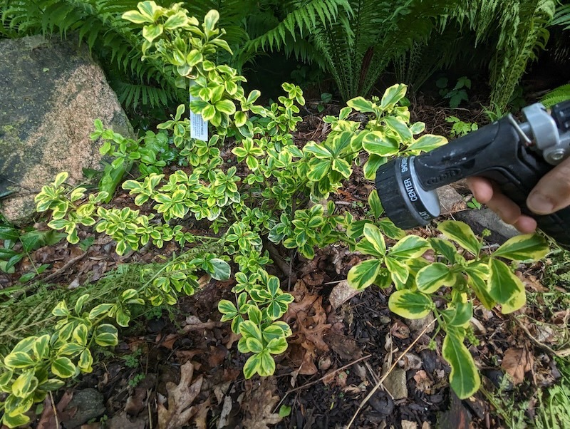 watering-newly-planted-euonymus.jpg