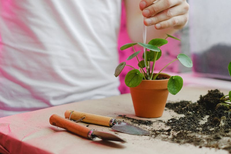 watering-newly-potted-pilea-plant.jpg