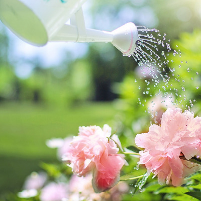 Watering New Plants