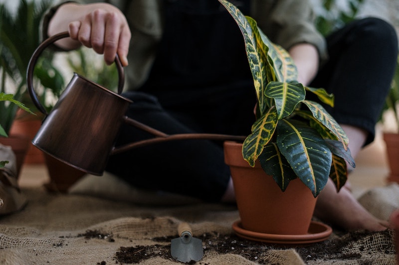 watering-potted-croton-with-small-metal-watering-can.jpg