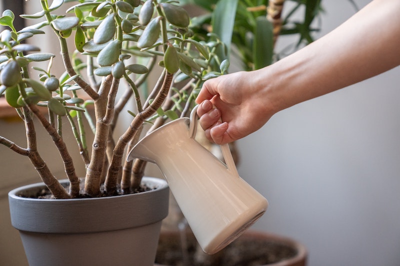 watering-potteded-jade-plant-with-pitcher.jpg