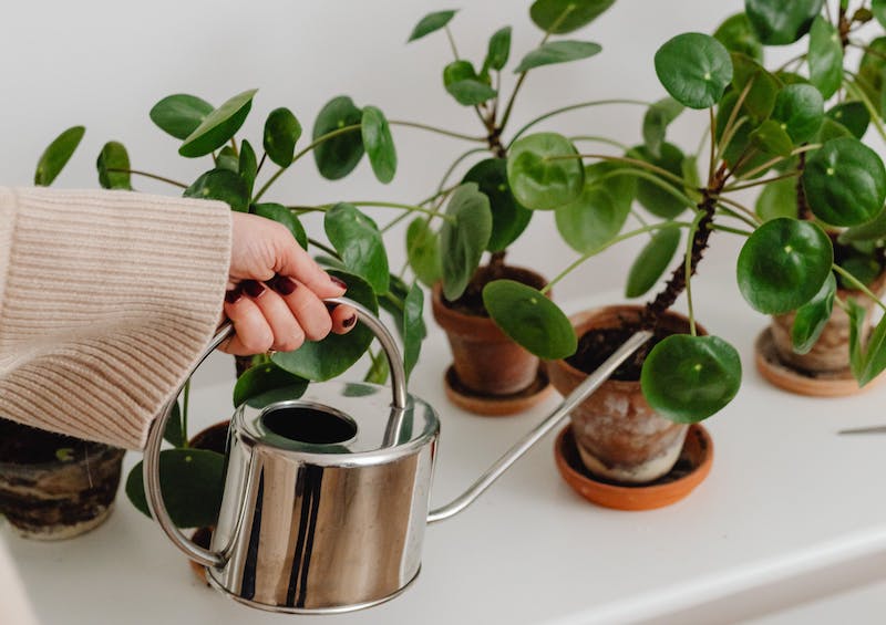 watering-several-pilea-plants-in-terra-cotta-pots.jpg