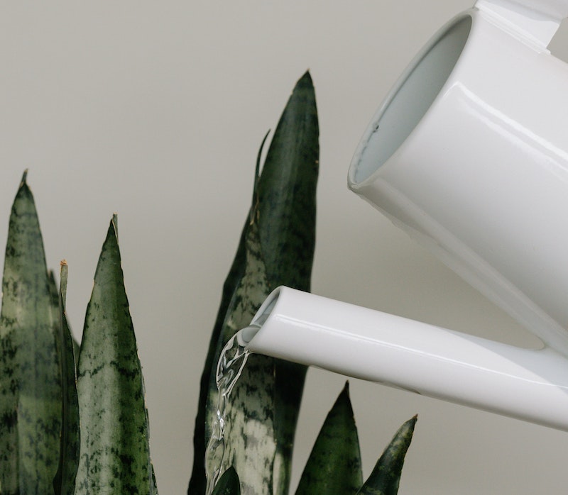 watering-snake-plant.jpg