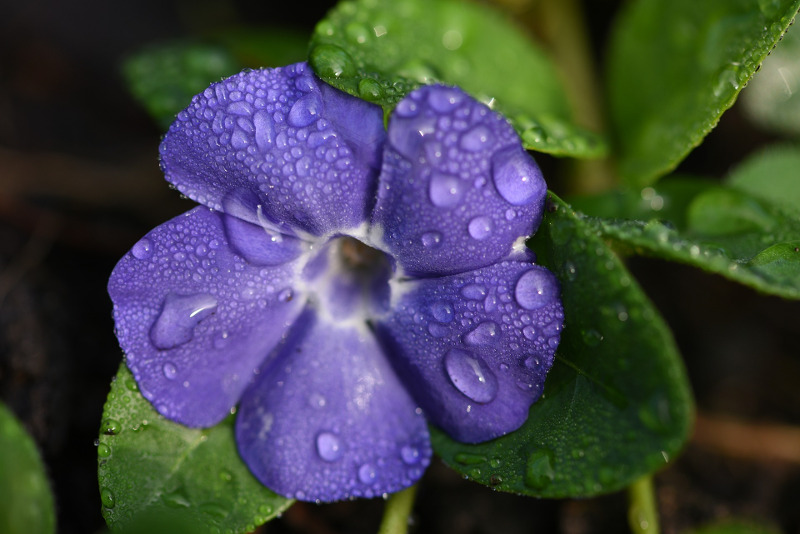 watering-vinca-plants.jpg