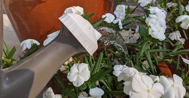 watering-vinca-with-watercan.jpg