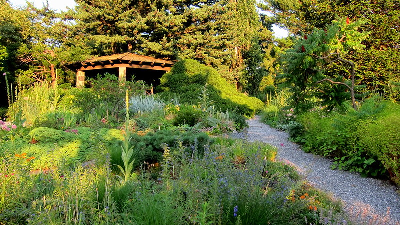 wave-hill-wild-garden-echium-vulgare-viper-s-bugloss-pinus-sylvestris-scots-pine-taxus-sp-yew.jpg