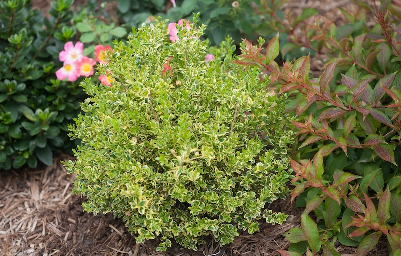 wedding-ring-boxwood-planted-with-ninebark-azalea-and-rose.jpg