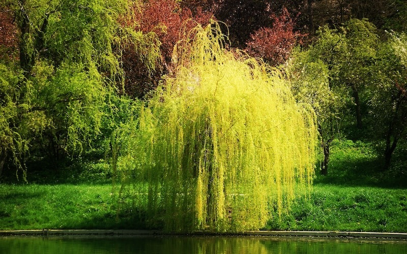 weeping-willow-in-the-landscape.jpg