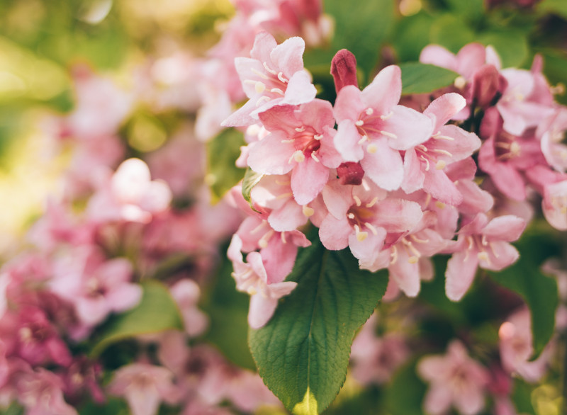 weigela-blooming-in-the-sunlight.jpg