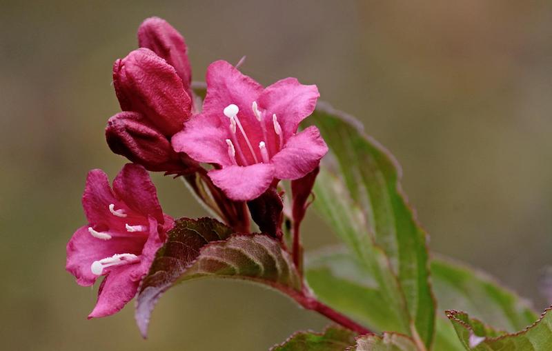 weigela-blossom.jpg