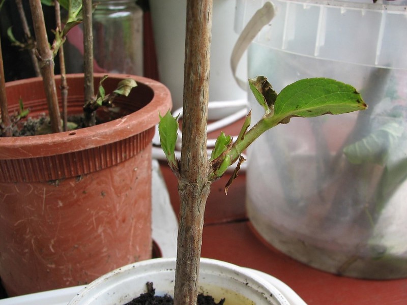 weigela-cutting-developing-new-growth.jpg