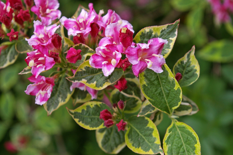 weigela-flowers-and-foliage.jpg