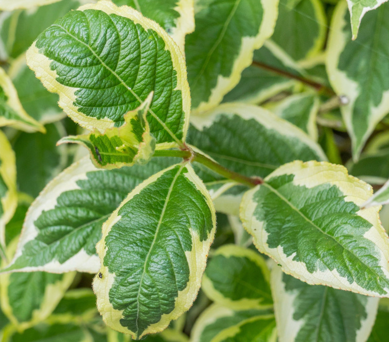 weigela-foliage-with-no-blooms.jpg