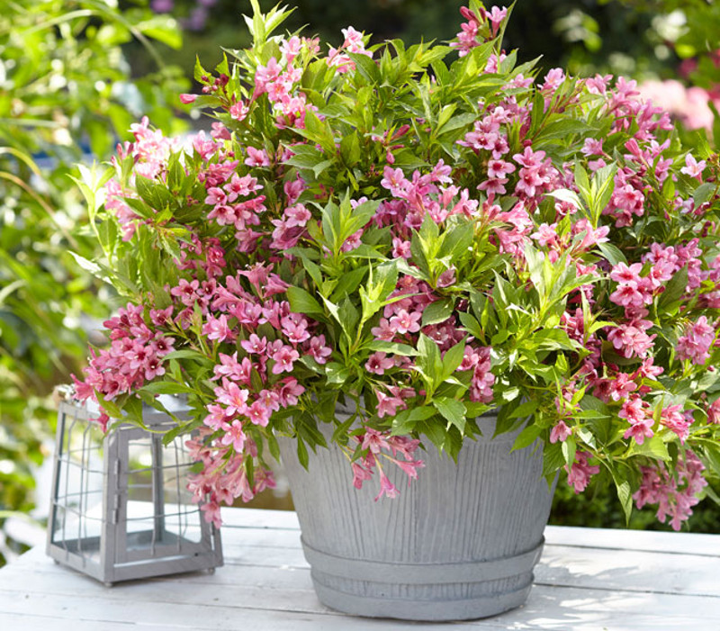 weigela-shrub-blooming-in-garden-planter.jpg