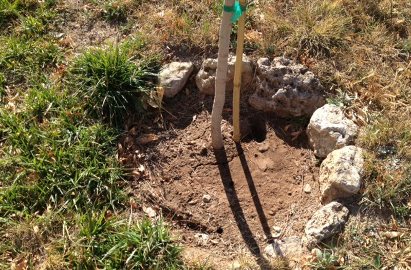 well-around-tree-to-help-retain-rainwater.jpg