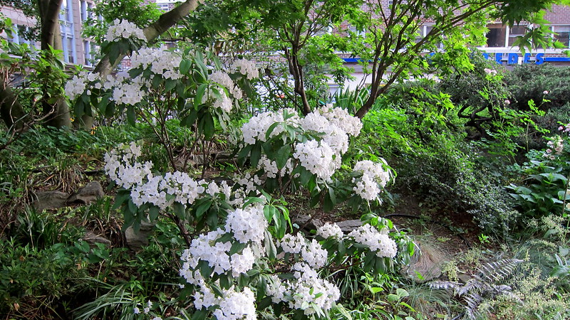 west-village-walk-planted-with-kalmia-latifolia-mountain-laurel-a-white-flowered-cultivar-and-japanese-painted-fern.jpg