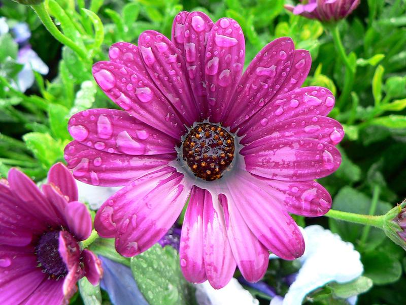 wet-african-daisy-flower.jpg