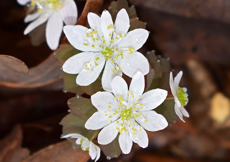 wet-anemone-flowers.jpg