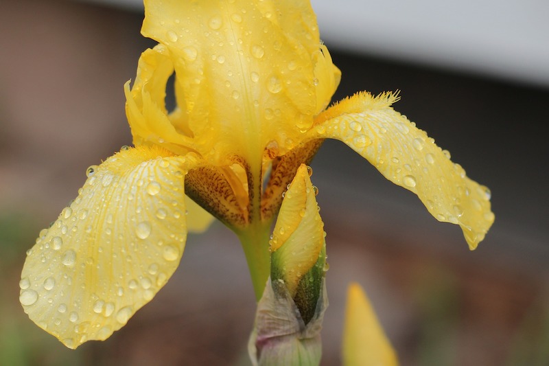 wet-bearded-iris-flower.jpg