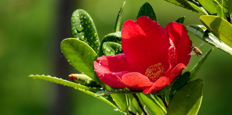 wet-camellia-shrub.jpg