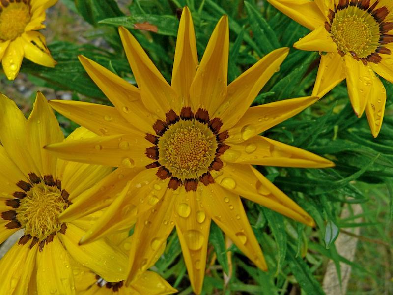 wet-coreopsis-flowers.jpg