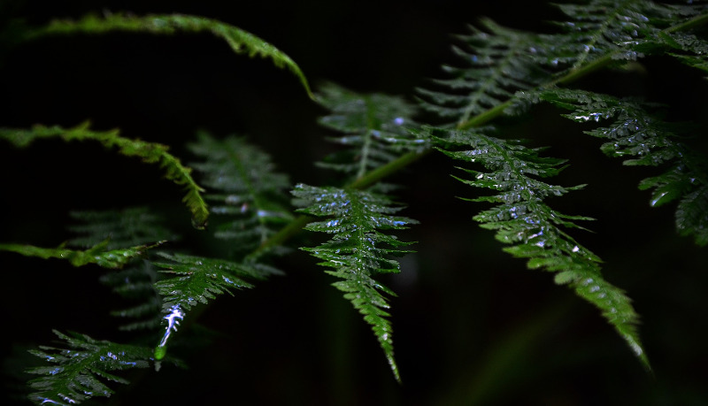 wet-fern-foliage-after-watering.jpg