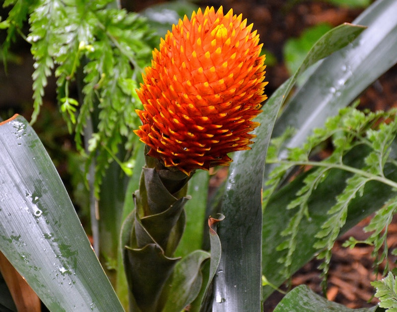 wet-guzmania-in-bloom.jpg