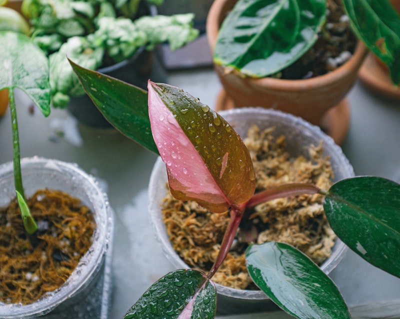 wet-leaves-on-philodendron.jpg