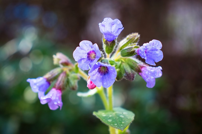 wet-lungwort-flowers.jpg