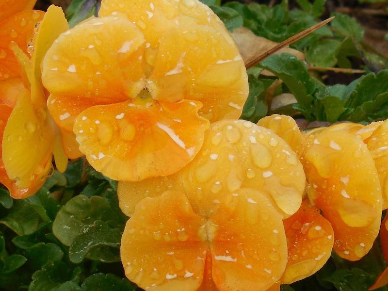 wet-pansy-flowers.jpg