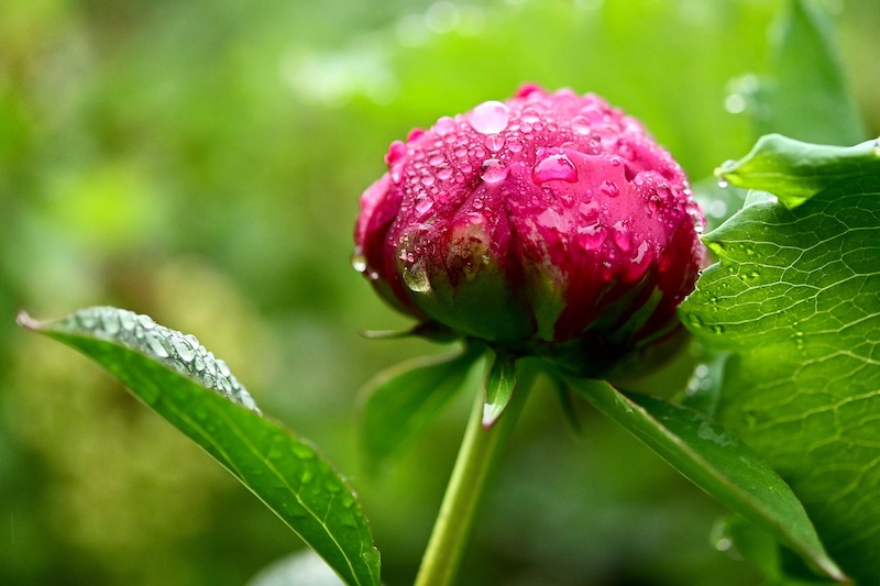 wet-peony-bud.jpg