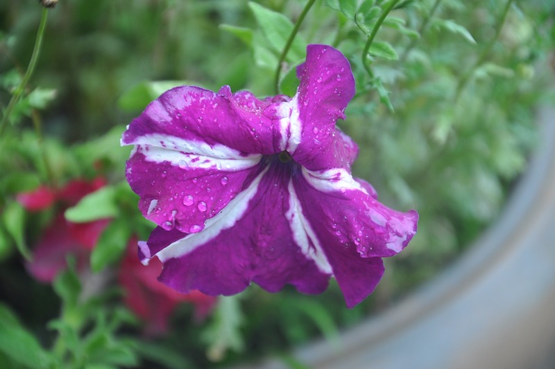 wet-petunia-blooms-and-foliage-are-susceptible-to-disease.jpg