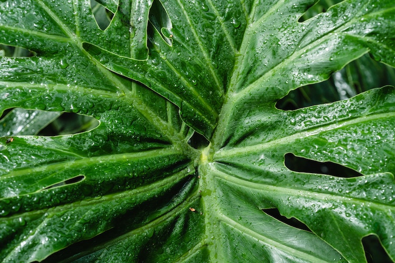 wet-philodendron-leaf.jpg