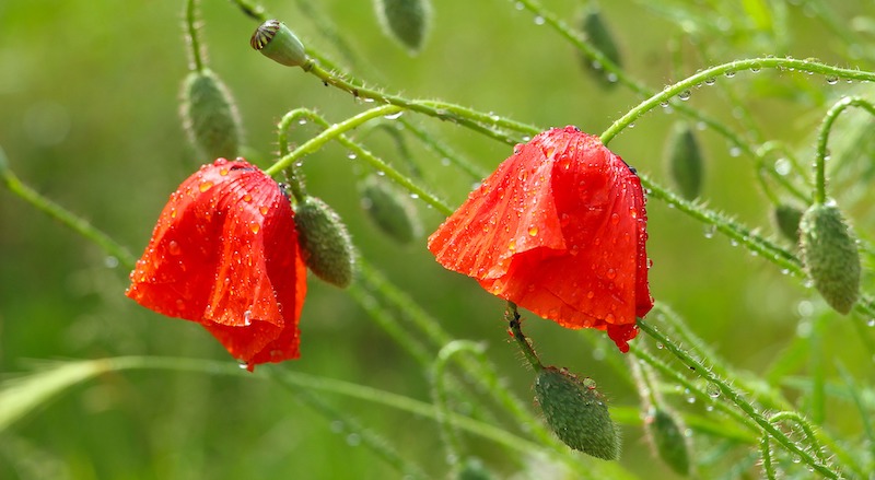 wet-poppy-flowers.jpg