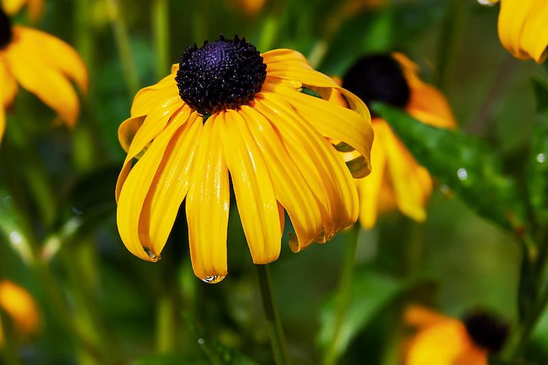 wet-rudbeckia-flower.jpg