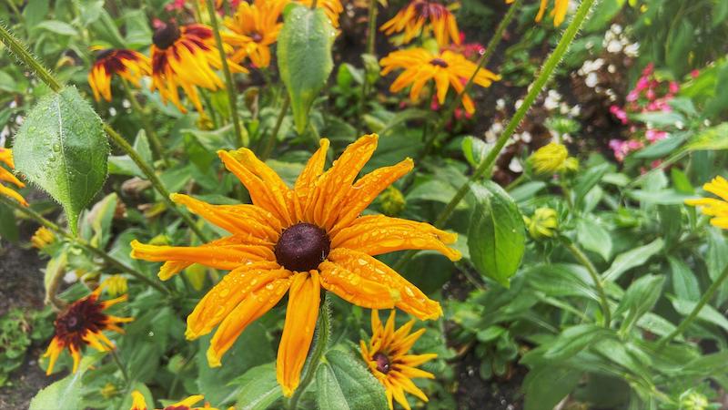 wet-rudbeckia-plant.jpg