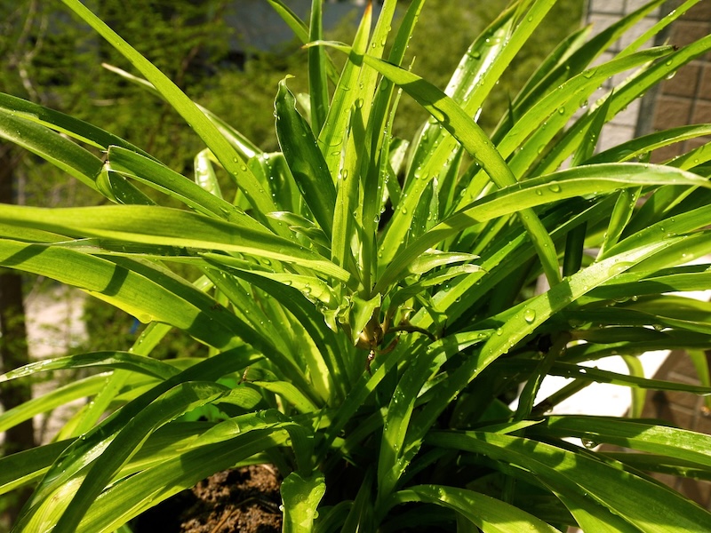 wet-spider-plant-foliage.jpg